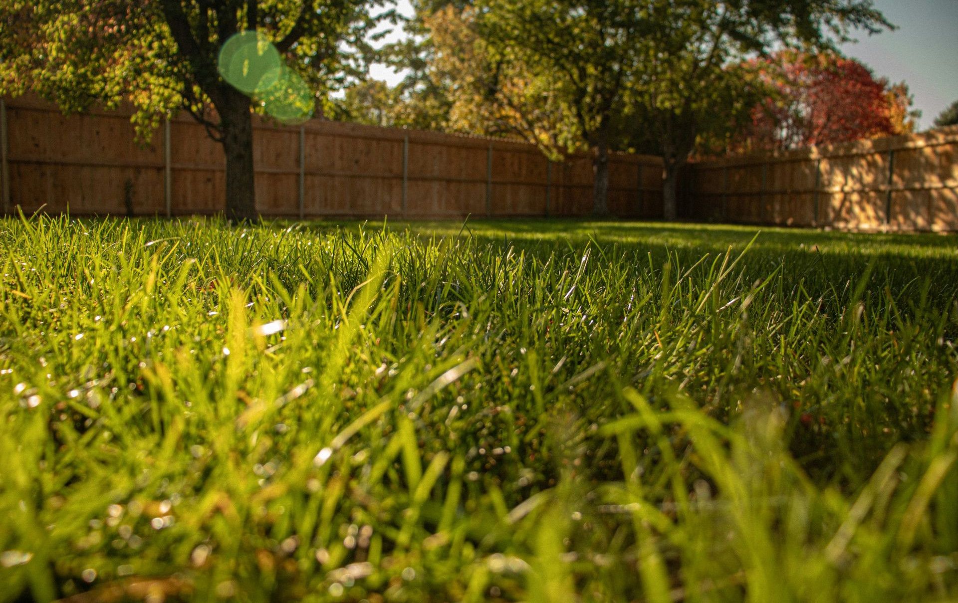 A grassy yard with a tree and fence in the background