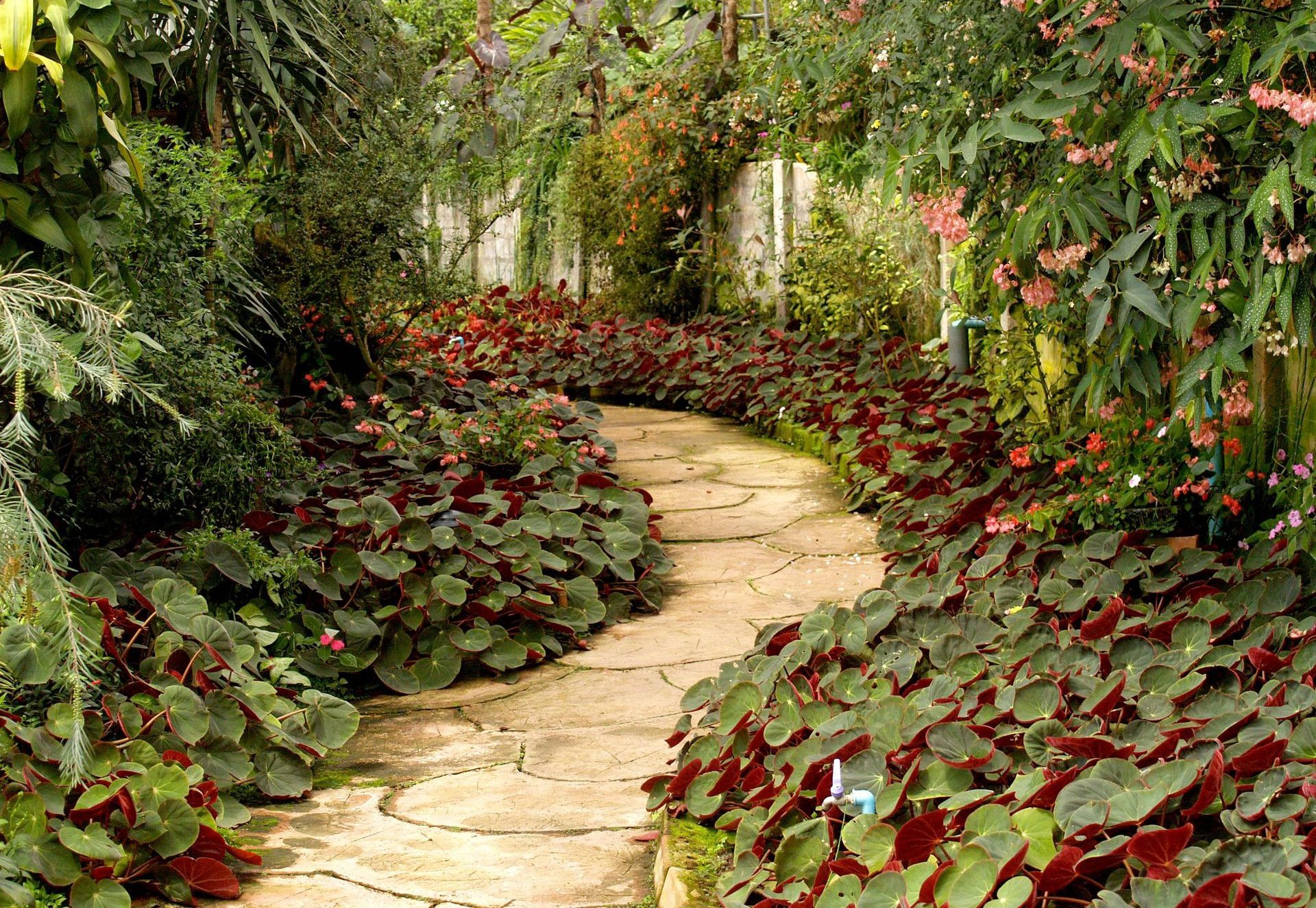 A tranquil garden pathway surrounded by vibrant tropical plants and flowers.